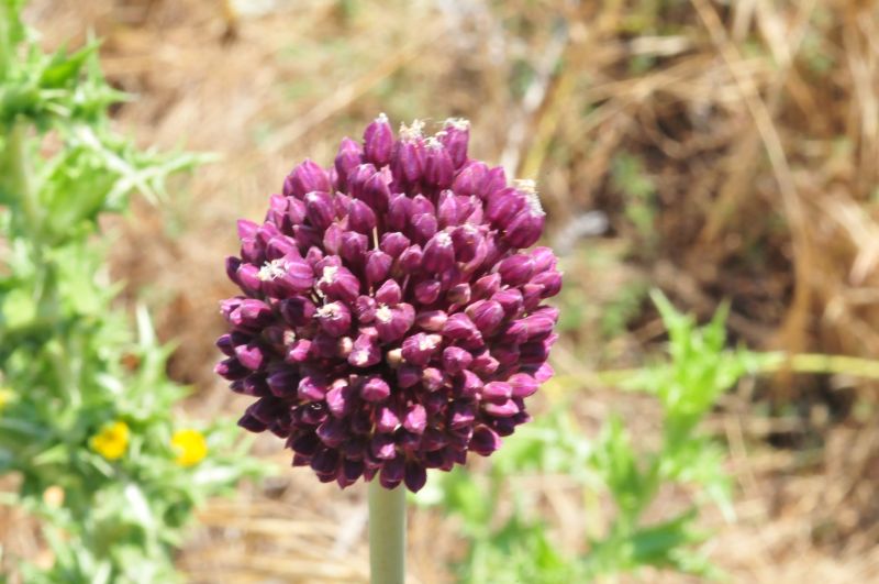 Allium cfr. porrum